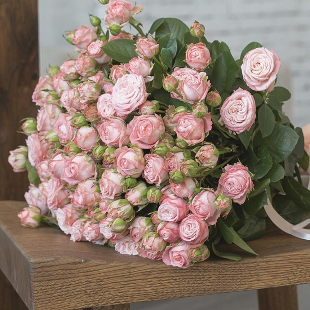 Пионавидная  роза   Бомбастик