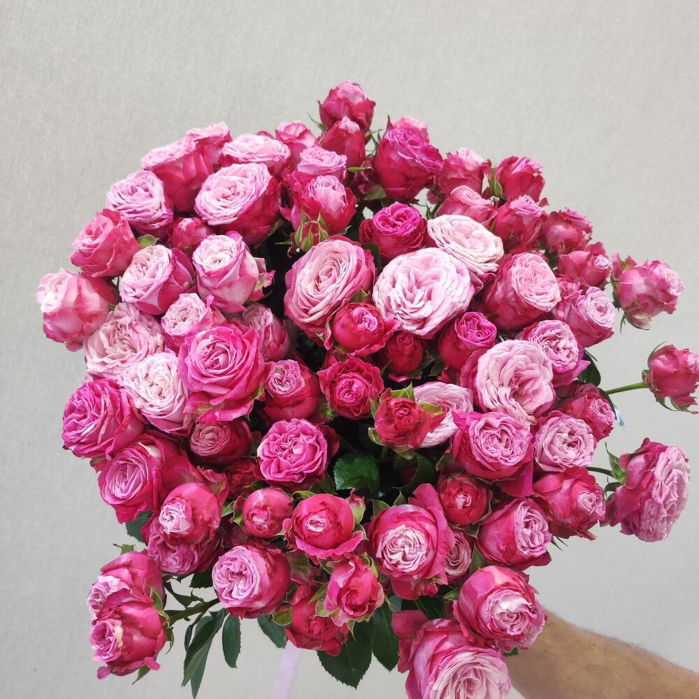 Роза кустовая